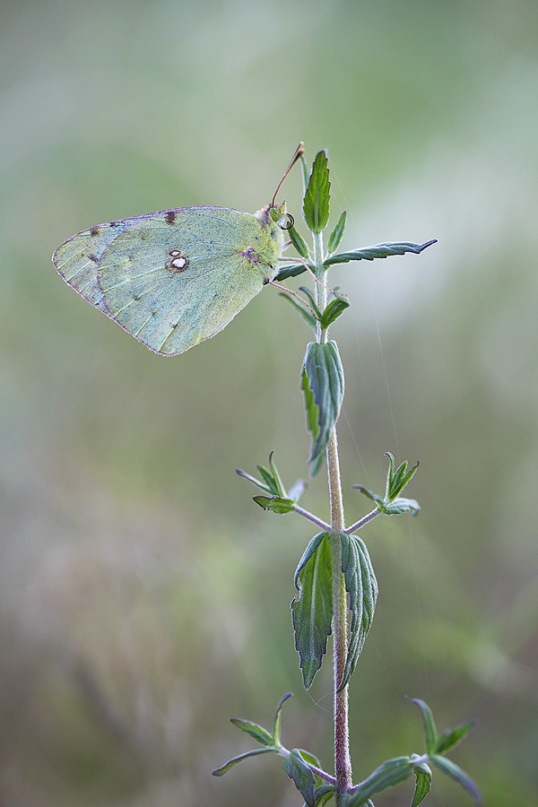 colias crocea?